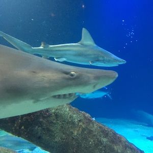 Meet your Posher, Great Cloth